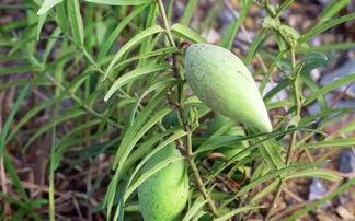 瓢瓜种子怎么吃,解锁健康营养新选择