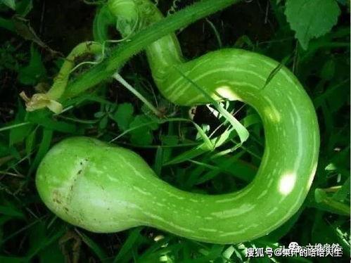 印度女子吃蛇瓜,勇敢尝试神秘蛇瓜美食